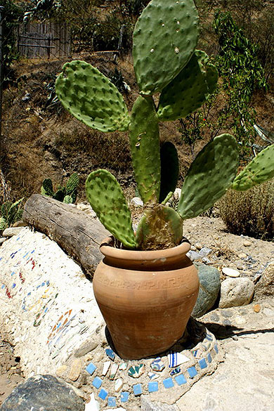 Cactus Sacromonte Cactus Sacromonte