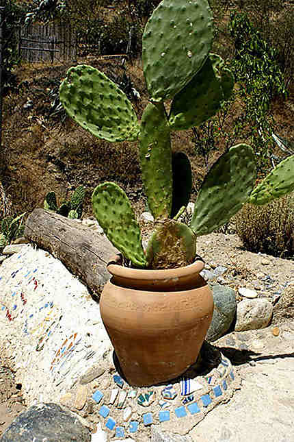 Cactus Sacromonte