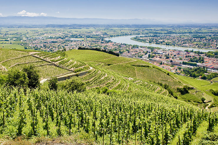 Le vignoble de Crozes-Hermitage, trésor des Côtes-du-Rhône