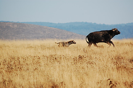 Une hyène pourchassant un buffle