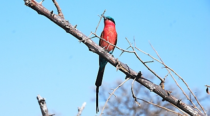 Southern Carmine Bee-eater - Guêpier 