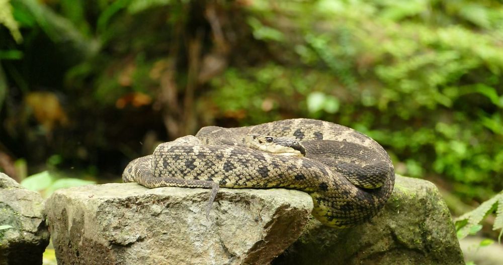 Trigonocéphale ou Fer de Lance