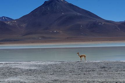 La Laguna Blanca, au coeur de l'altiplano bolivien