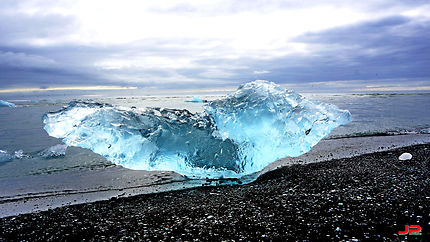 Phoque de glace en Islande