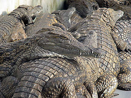 Sieste des crocodiles du Nil
