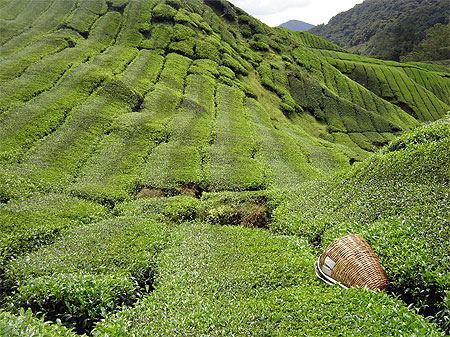 Plantation de thé Plantation de thé