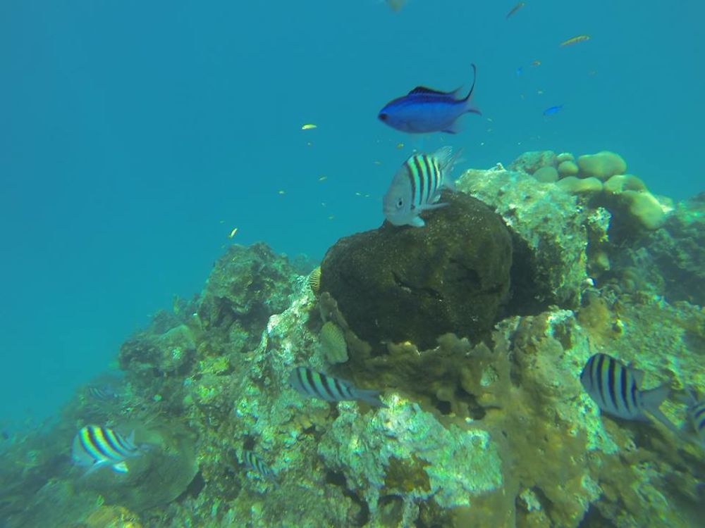 Coraux et posiions plage de Sosua