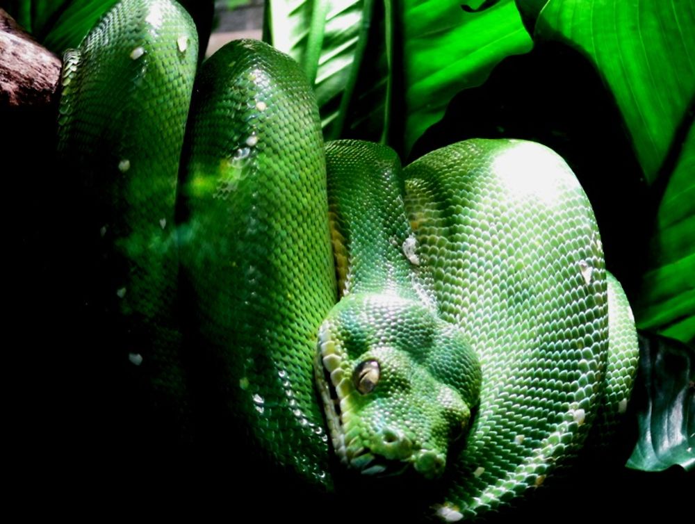 Zoo du jardin des plantes (vivarium) 