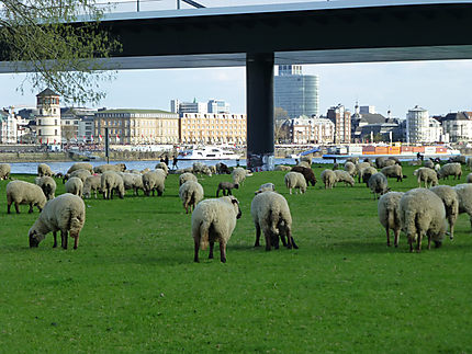 Les moutons de Dusseldorf