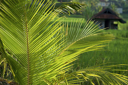 Jeune palmier