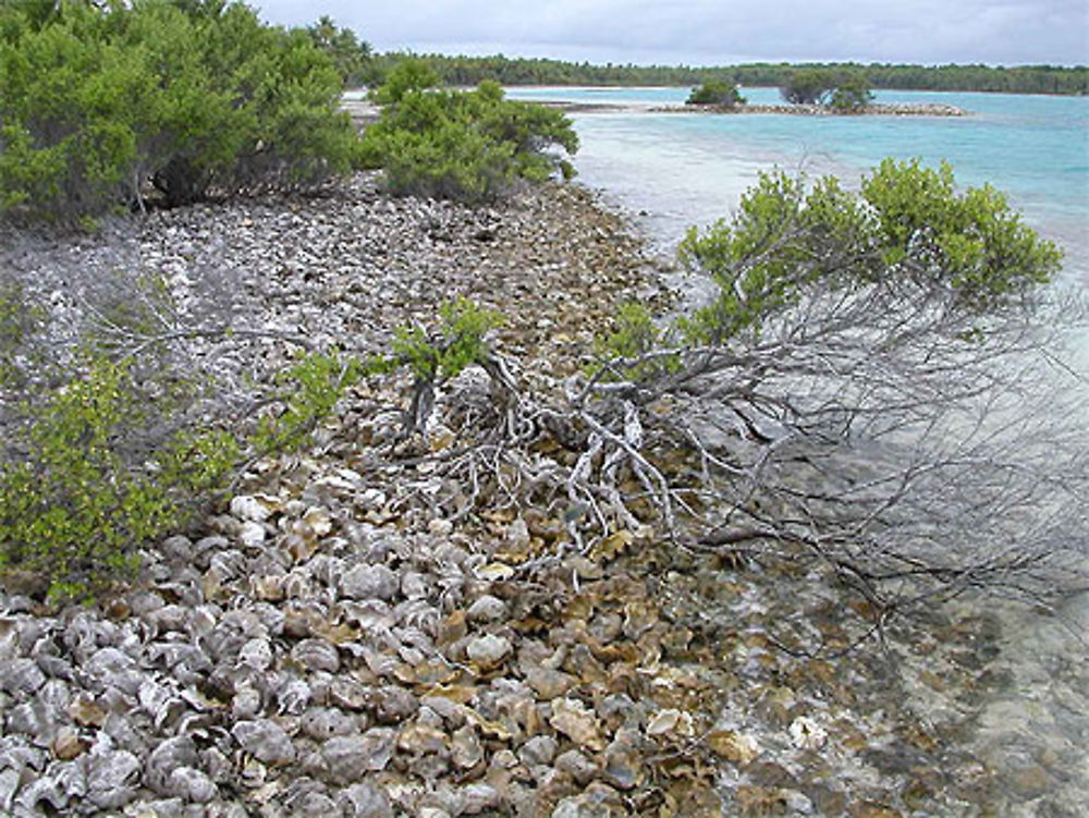 Plage de miki miki et de bénitiers