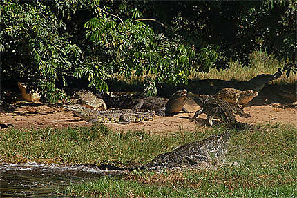 Crocodiles du Nil