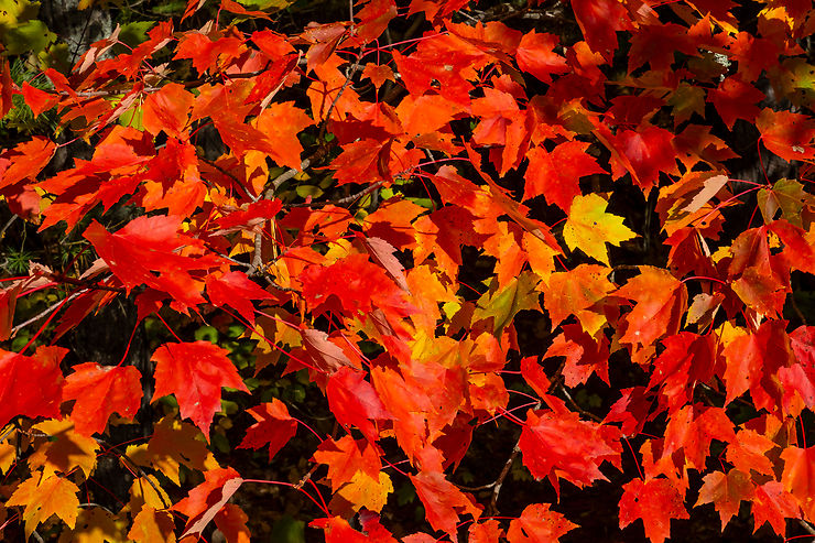 Mais pourquoi les feuilles deviennent-elles rouges?