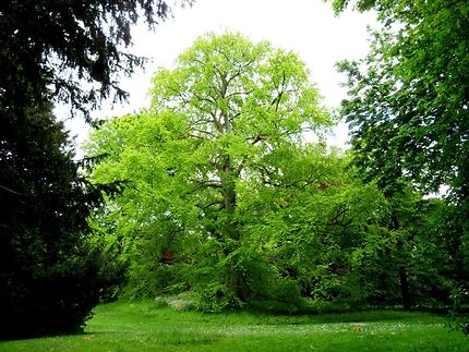 Arbre remarquable Parc Dupeyroux