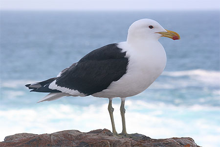 Goéland du Cap Goéland du Cap