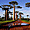 Morondava - allée des baobabs