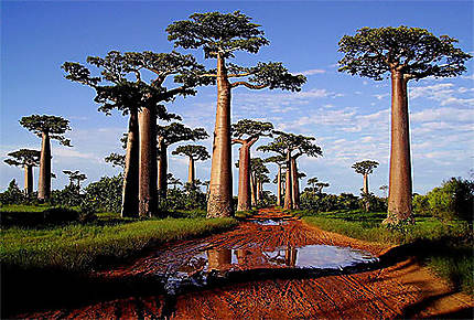 Morondava - allée des baobabs