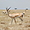 Gazelle, parc national du Serengeti