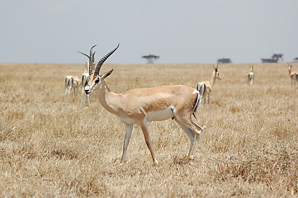 Gazelle, parc national du Serengeti