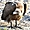 White-backed Vulture Vautour africain