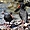 Oiseaux sur Robben Island