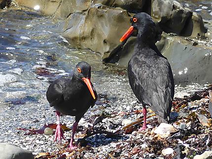 Oiseaux sur Robben Island