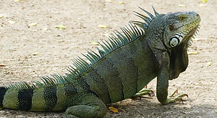 Iguane 