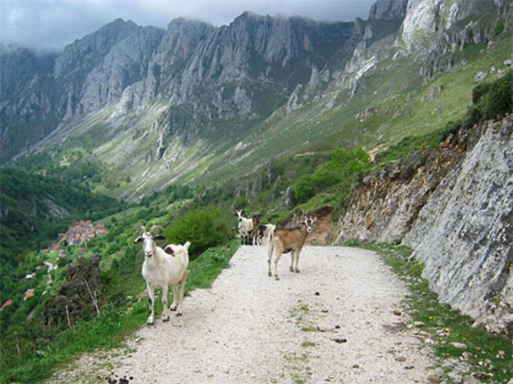 picos de Europa