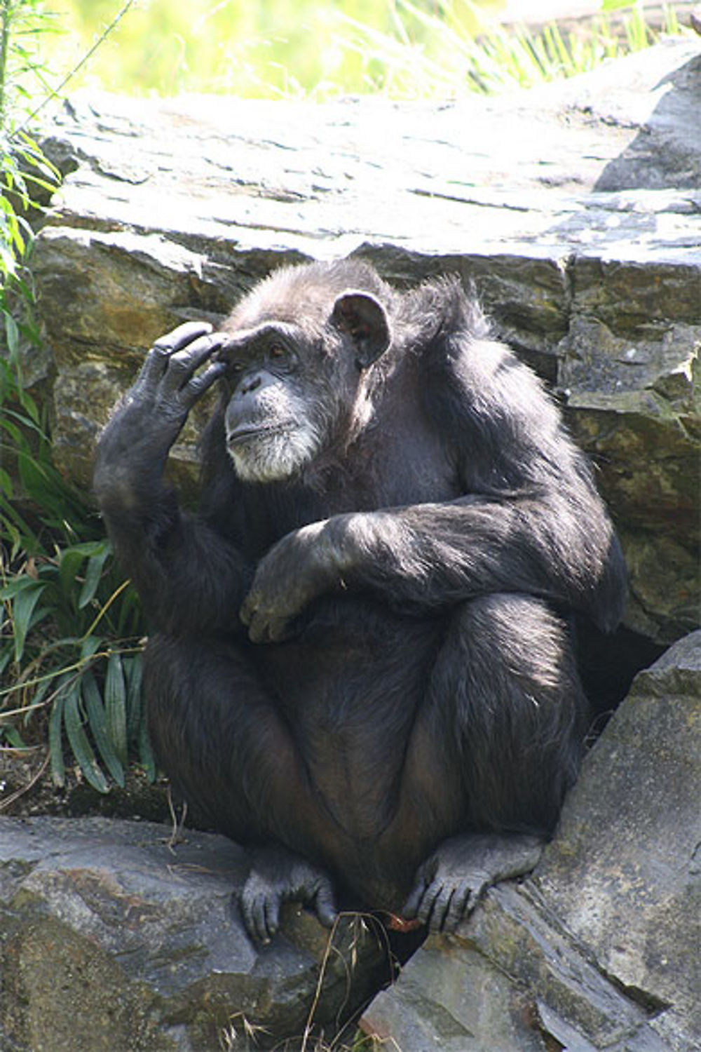 Chimpanzé