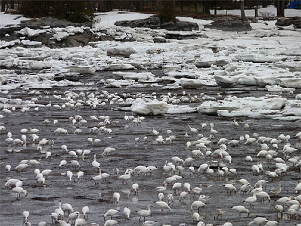 Retour des oies blanches, Berthier-sur-mer, Québec