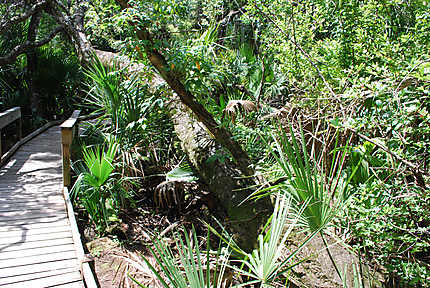 Forêt de Floride