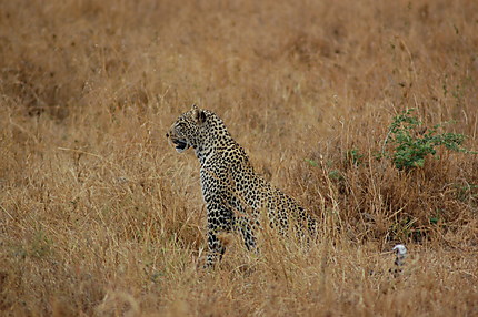 Léopard, parc national du Serengeti