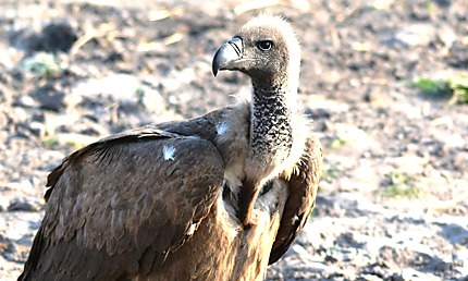 White-backed Vulture - Vautour africain