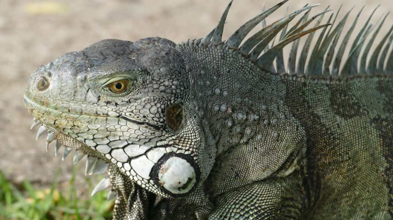 Iguane Iguane