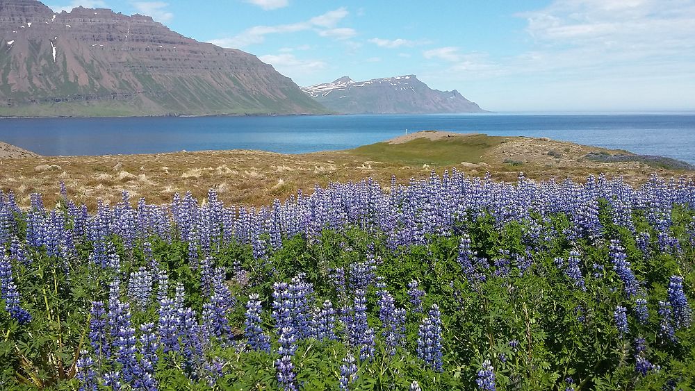 Fjord de Skalanes