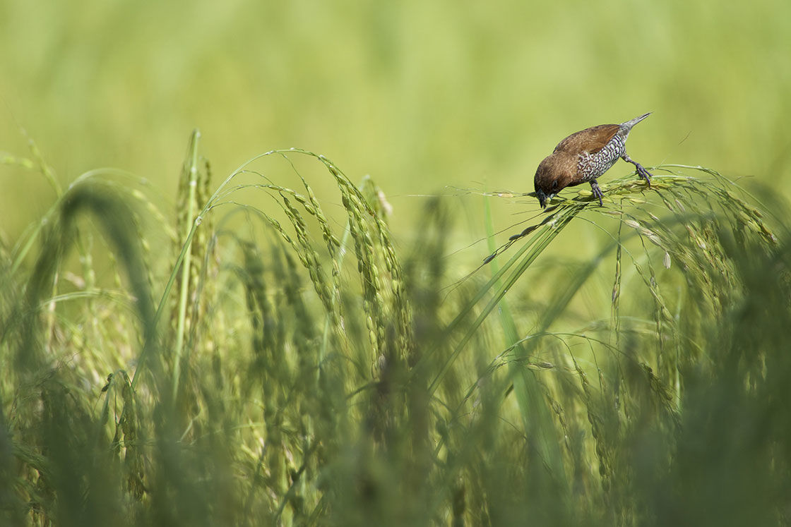 Oiseau pillant le riz