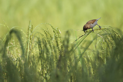 Oiseau pillant le riz