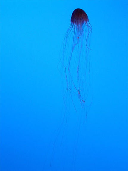 Aquarium Coney Island - méduse
