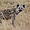 Hyène tâchetée, parc national du Serengeti