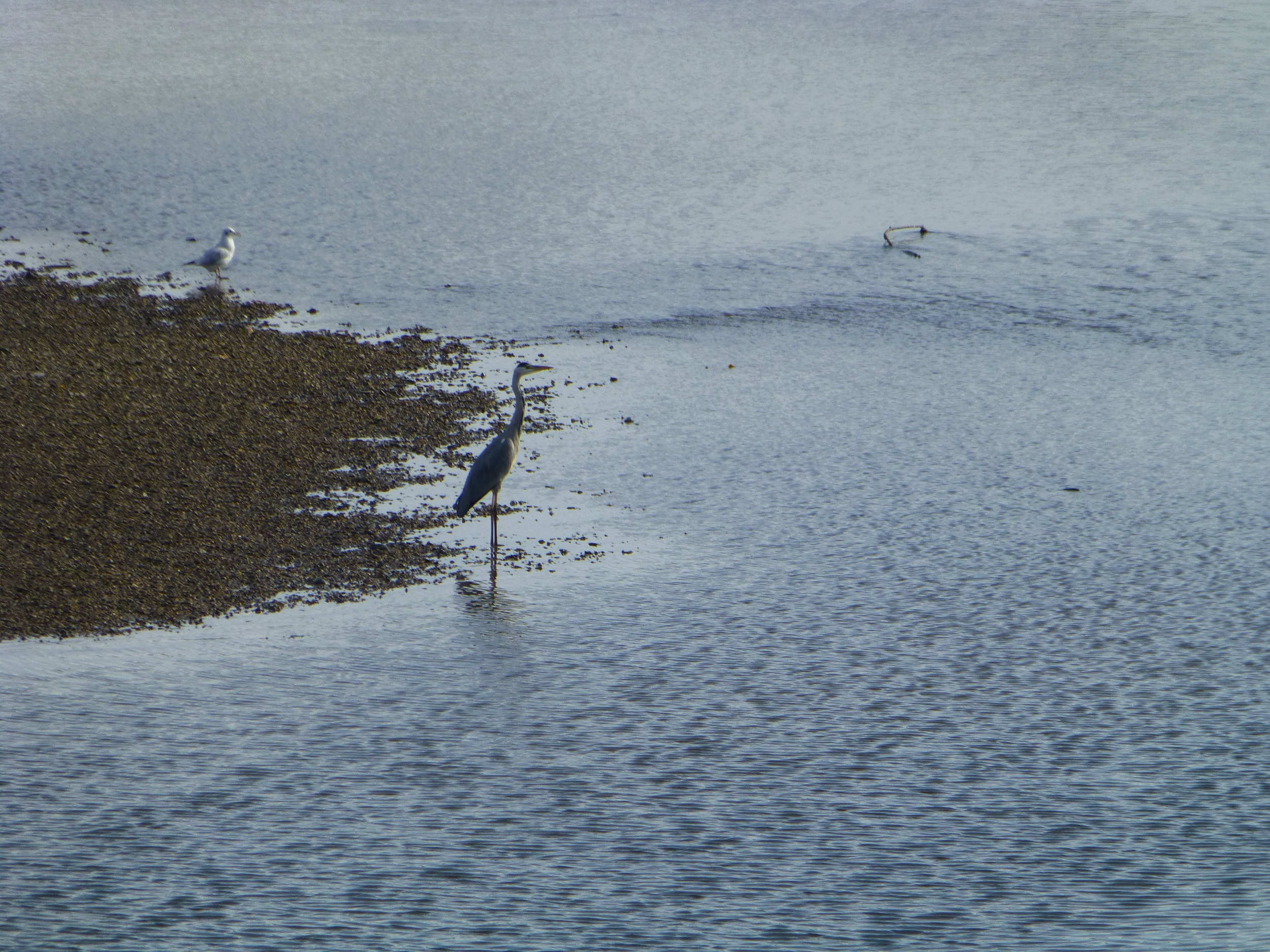 Héron sur la Loire Héron sur la Loire