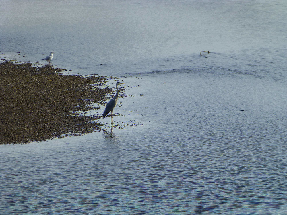 Héron sur la Loire