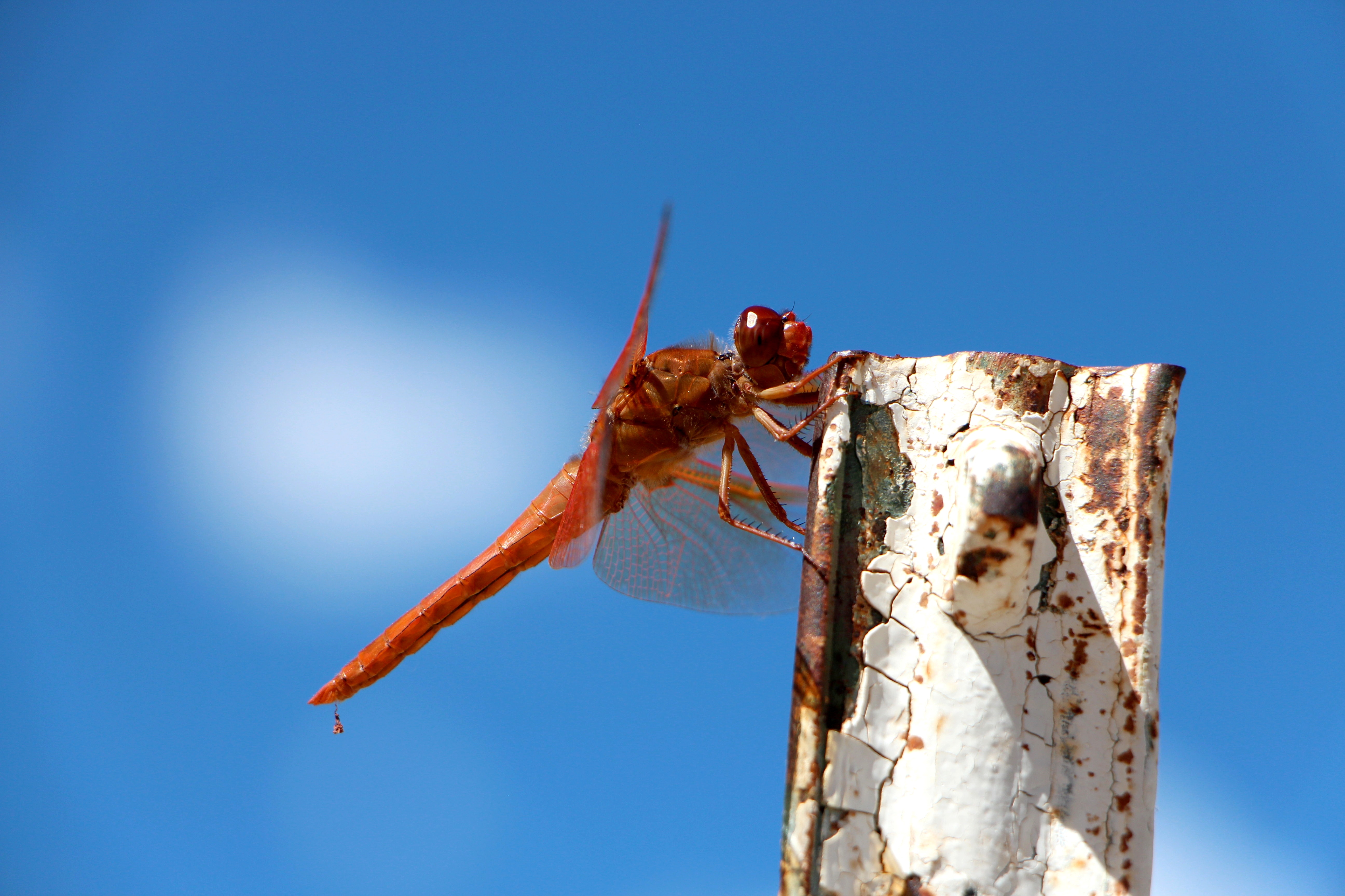 Dragonfly at Hot Creek Geological Site Dragonfly at Hot Creek Geological Site