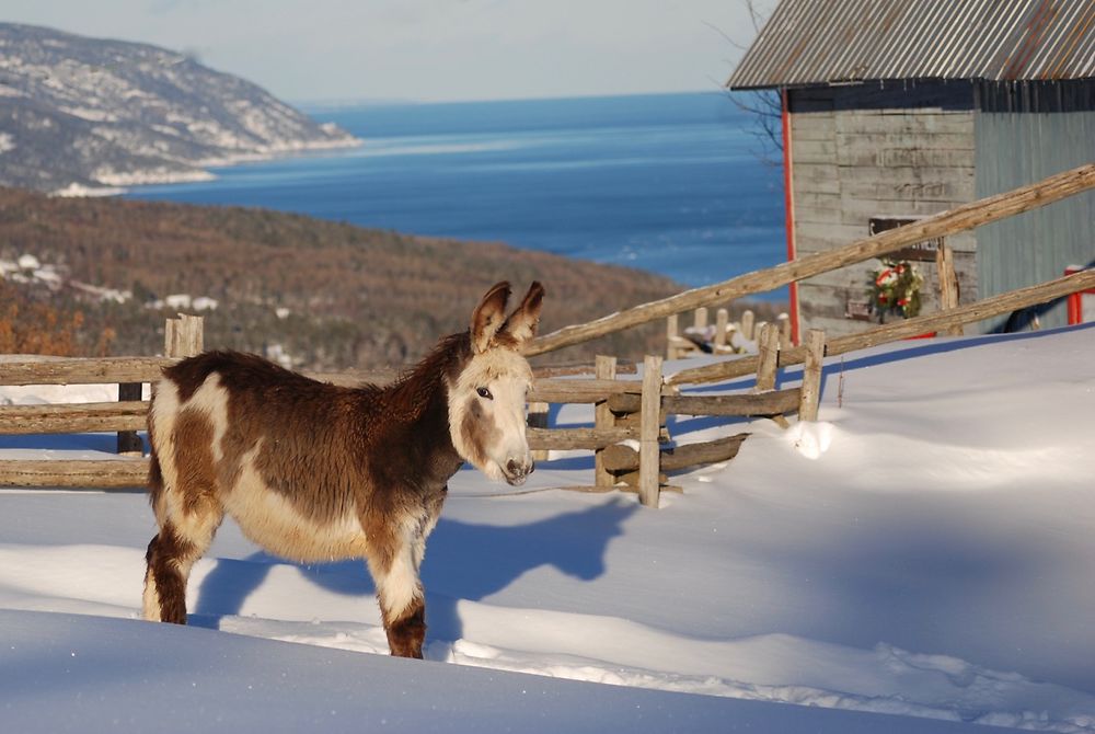 Un petit âne de Port-au-Persil dans Charlevoix