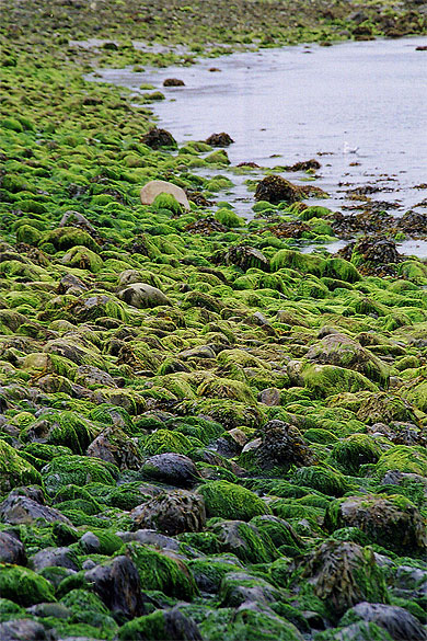 île d'Inishbofin île d'Inishbofin