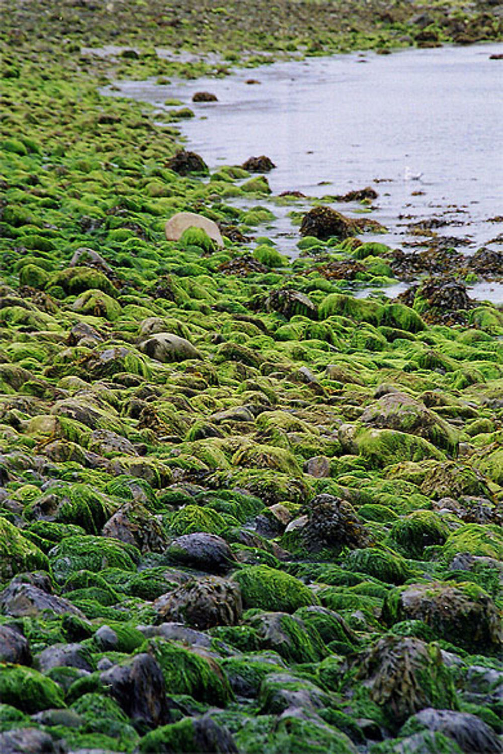 île d'Inishbofin