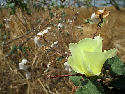 Fleur de coton