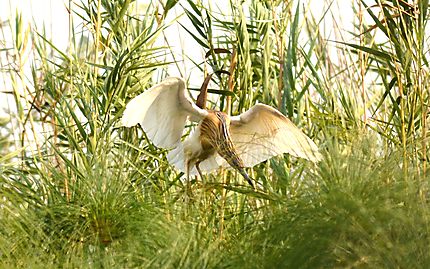 Squacco Heron - Crabier chevelu 