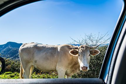 La vache et le code de la route