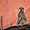 Macaque rhésus à Agra