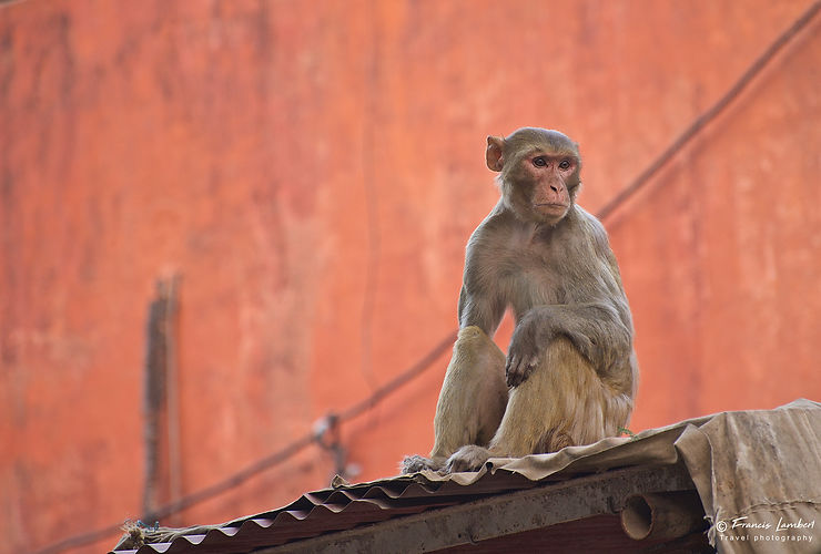 Macaque rhésus à Agra, Inde